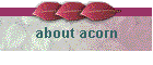 about acorn